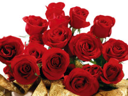 ЧЕСТИТ РОЖДЕН ДЕН НА ВСИЧКИ РОДЕНИ НА 24 ЯНУАРИ