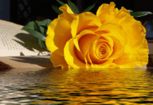 ЧЕСТИТ РОЖДЕН ДЕН НА ВСИЧКИ РОДЕНИ НА 23 ЯНУАРИ /ВИДЕОПОЗДРАВ/