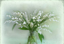 СВЕТСКА КЛЮКА: 26 НОЕМВРИ – 2 ДЕКЕМВРИ /ВИДЕОПОЗДРАВ/