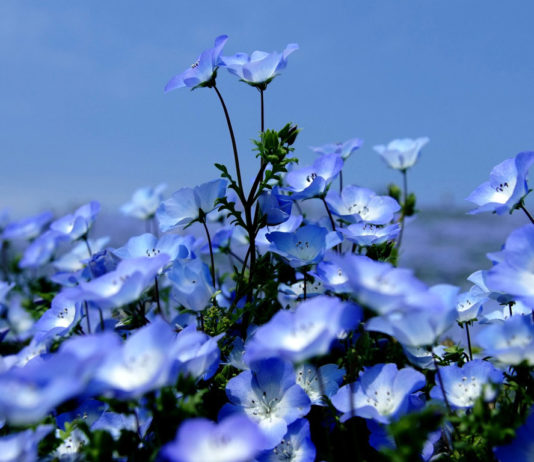 ЧЕСТИТ РОЖДЕН ДЕН НА ВСИЧКИ РОДЕНИ НА 2 ФЕВРУАРИ /ВИДЕОПОЗДРАВ/