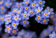 СВЕТСКА КЛЮКА