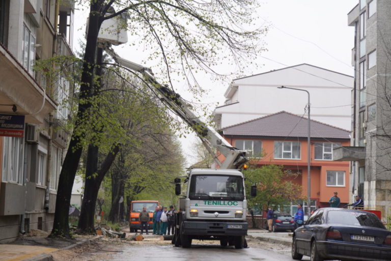 САМО 16 ДЪРВЕТА ЩЕ БЪДАТ ИЗКОРЕНЕНИ