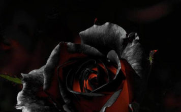 ЧЕСТИТ РОЖДЕН ДЕН НА ВСИЧКИ РОДЕНИ НА 3 ЮЛИ