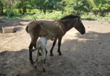 КОНЧЕ ОТ РЯДКАТА ПОРОДА ПРЖЕВАЛСКИ СЕ РОДИ В ЦЕНТЪРА ЗА ЗАЩИТА НА ПРИРОДАТА И ЖИВОТНИТЕ