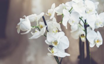 СВЕТСКА КЛЮКА /ВИДЕО/