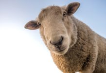 НЕПРАВОСПОСОБЕН КАТАСТРОФИРА С НЕЛЕГАЛНА ОВЦА В БАГАЖНИКА