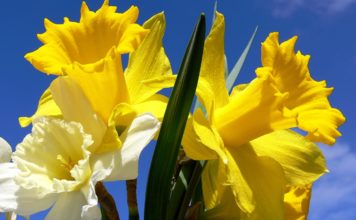 СВЕТСКА КЛЮКА /ВИДЕОПОЗДРАВ/