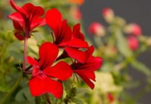 ЧЕСТИТ РОЖДЕН ДЕН НА ВСИЧКИ РОДЕНИ НА 29 ЯНУАРИ! /ВИДЕОПОЗДРАВ/