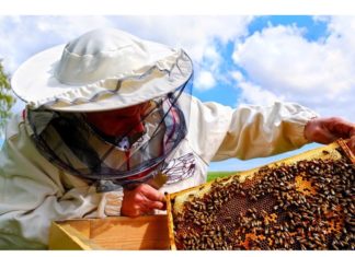 Държавен фонд „Земеделие“ започна прием на документи по новата пчеларска програма