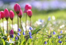 СВЕТСКА КЛЮКА – 1-5 МАРТ /ВИДЕОПОЗДРАВ/