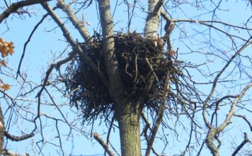 Потвърдени са две нови гнезда на малък креслив орел в защитена зона „Сухата река“