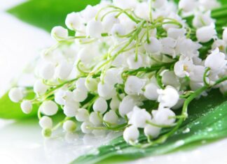 СВЕТСКА КЛЮКА: 13-14.04.2021 /ВИДЕОПОЗДРАВ/