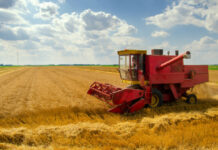 ЗАПОЧНА ЖЪТВАТА НА ПШЕНИЦАТА В ЖИТНИЦАТА НА БЪЛГАРИЯ