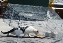 Безплатни кастрации на бездомни котки в Добрич