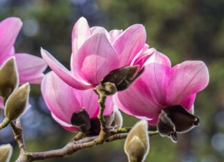 СВЕТСКА КЛЮКА /ВИДЕОПОЗДРАВ/