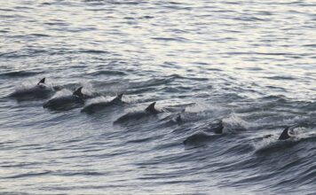 Бойните делфини на руския флот
