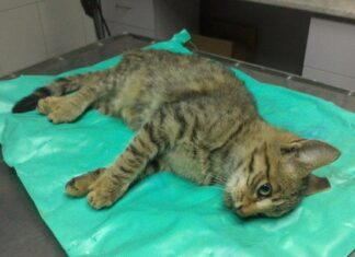 ЗАЛОВЕТЕ УБИЙЦИТЕ! Полиция и прокуратура са сезирани за отровени с антифриз животни в Балчик