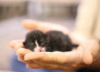 Терапия с котенца