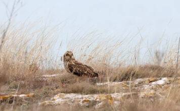 По време на 47-ото преброяване на зимуващите водолюбиви птици са установени 12 блатни сови при степите на нос Калиакра.