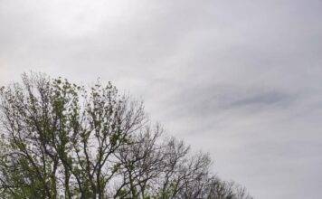 Инж. Р. Радев: Природата е най-добрият лесовъд – ние трябва да следваме и подпомагаме естествените процеси