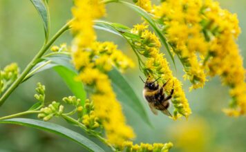 В Япония разкриха историята на еволюцията на сложната нервна система на пчелите