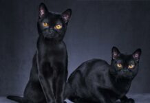 17 НОЕМВРИ – ДЕН НА ЧЕРНИТЕ КОТКИ