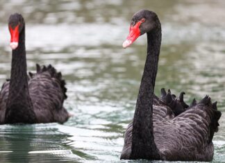 И ЛЕБЕДИТЕ СЕ „РАЗВЕЖДАТ“