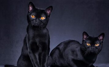 ДНЕС Е ПЕТЪК – 13 ЮНИ: ЛЮБОПИТНО ЗА ПЕТЪК 13-И