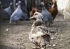 Германия унищожава 130 000 патици и бройлери заради птичи грип