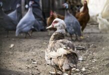 Германия унищожава 130 000 патици и бройлери заради птичи грип