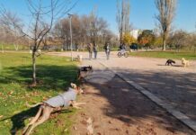 В момента, в който домашното куче излезе извън жилището, трябва да е на повод, глобата за разхождане без каишка е 100 лв.