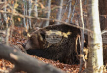 Паркът за мечки в Белица празнува 25 години от създаването си, обитателите му се подготвят за зимен сън