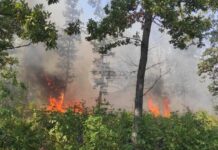 Общо 1860 декара гори са изгорели през 2025 година в обхвата на Северноцентралното държавно предприятие в Габрово