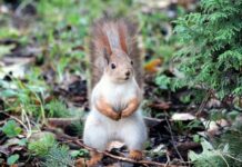 Миризма на катерица затвори немска църква