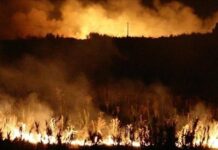 Алжирският президент поиска разследване на многобройните горски пожари в страната