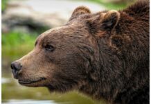 Въвеждат нови правила за действие при навлизане на мечки в населени места