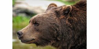 Въвеждат нови правила за действие при навлизане на мечки в населени места