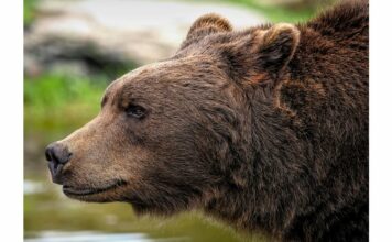 Въвеждат нови правила за действие при навлизане на мечки в населени места