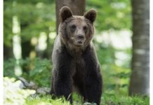 Горски започнаха обходи за прогонване на мечката, появила се на улица в Карлово