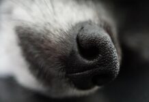 Повечето кучета имат ДНК от вълци, дори чихуахуа