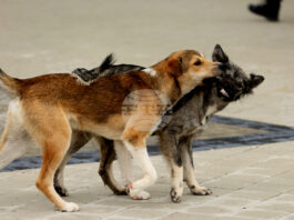 Общински съвет Борован прие програма за овладяване на популацията на безстопанствените кучета