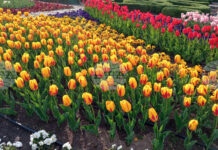 Парад на лалета и фестивал на паричката ще има в Ботаническата градина в Балчик през 2026 г., каза ръководителят Веселина Илиева