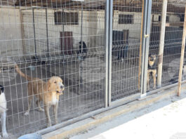 Благотворителен коледен базар в подкрепа на приюта „Неврокопски лапички“ ще се проведе на 13 декември в Гоце Делчев