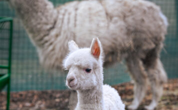 БТА :: Официално бе представено най-новото попълнение на столичния зоопарк