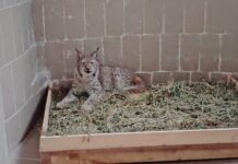 Бенгалско тигърче се роди за първи път в зоопарка в Стара Загора