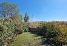 С разходка до Драгоманското блато ще бъде отбелязан Световният ден на влажните зони