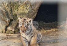 Посетителите на зоопарка в Стара Загора успяха да разгледат всички нови животни, интерес предизвика малкият бенгалски тигър