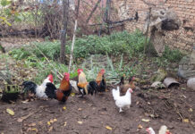 Две огнища на птичи грип са установени на териториите на област Пловдив и област Пазарджик от началото на годината