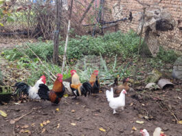 Две огнища на птичи грип са установени на териториите на област Пловдив и област Пазарджик от началото на годината