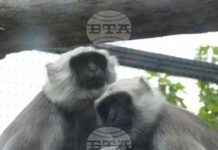 Алпака, ханумански лангур, зебра и бизонче са сред новите попълнения на Софийския зоопарк през 2025 г.